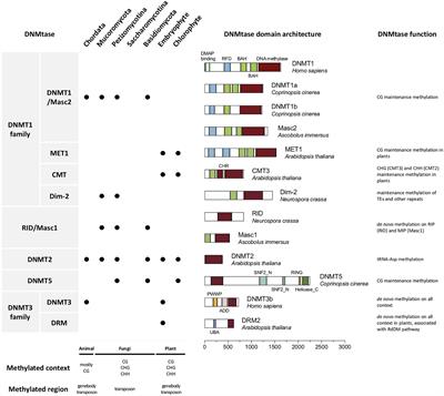 Diversity of Fungal DNA Methyltransferases and Their Association With DNA Methylation Patterns